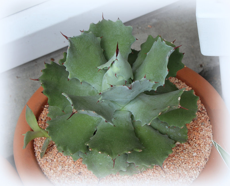 Agave potatorum (3)