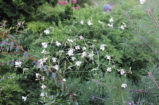 Gaura blanche panachée