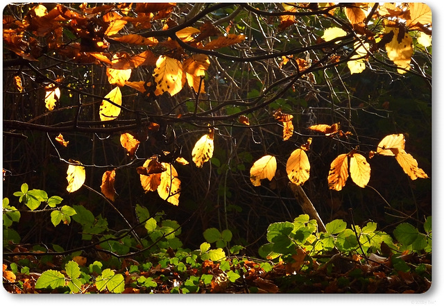 golden leaves (2)