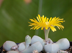 Lapidaria (4)