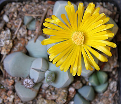 Lapidaria (3)