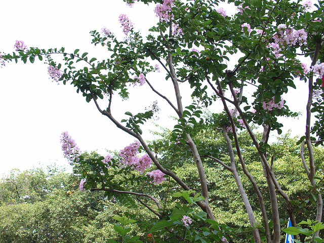 Crape-myrtle_Lagerstroemia indica