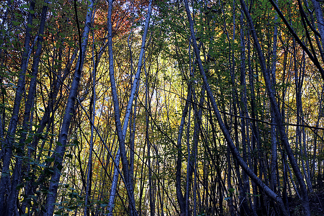 Herbstwald