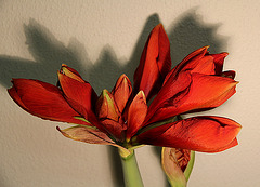 Amaryllis mit 8 Blütenknospen