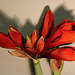Amaryllis mit 8 Blütenknospen