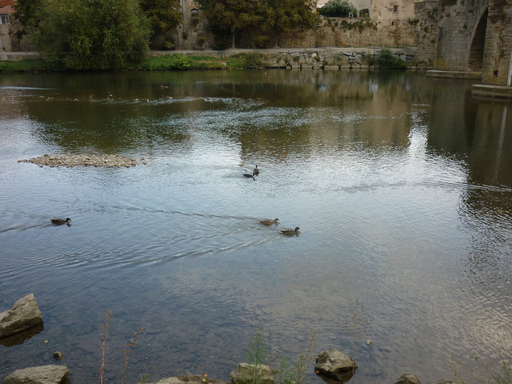 Canards des bords de l'Aude ce soir