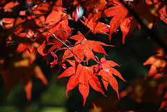 Rouge sous l'éclat du soleil