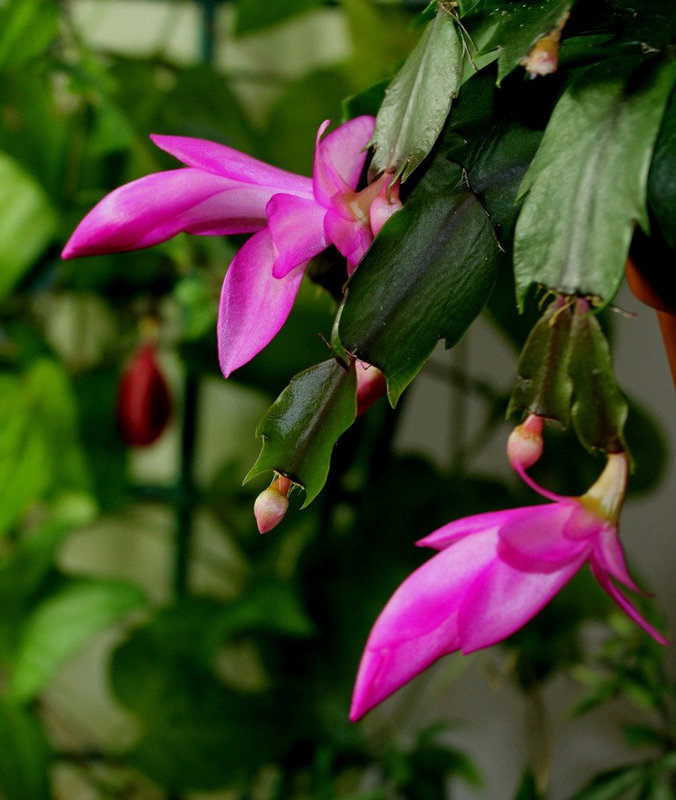 Schlumbergera rose