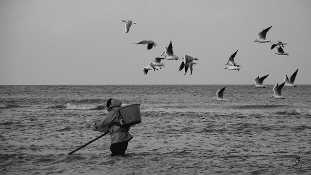 Le pêcheur de crevette