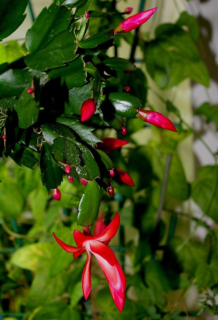 Schlumbergera rouge carmin et blanc (2)