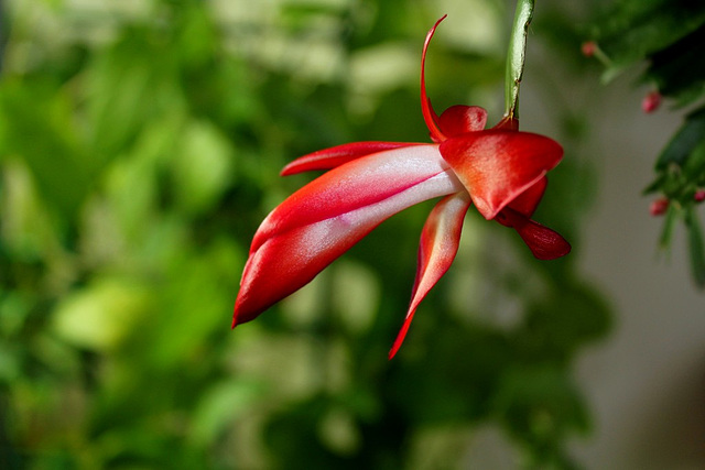 Schlumbergera rouge carmin et blanc