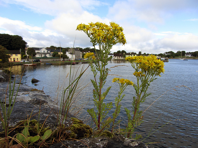 IMG 2062 Kinvara