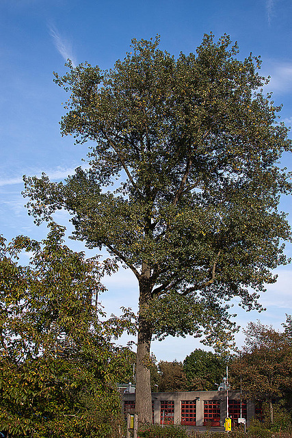 20110924 6550RAw [D~LIP] Baum, UWZ, Bad Salzuflen