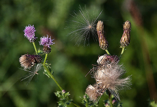 20110924 6549RAw [D~LIP] Distel, UWZ, Bad Salzuflen