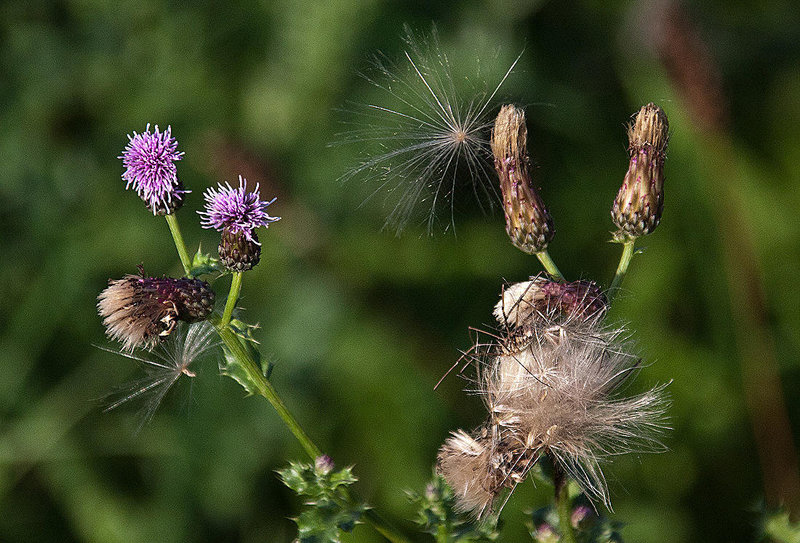 20110924 6549RAw [D~LIP] Distel, UWZ, Bad Salzuflen