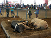 L.A. County Fair Swine (0659)