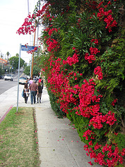 Great L.A. Walk (1053)