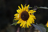 20110924 6531RAw [D~LIP] Sonnenblume, UWZ, Bad Salzuflen