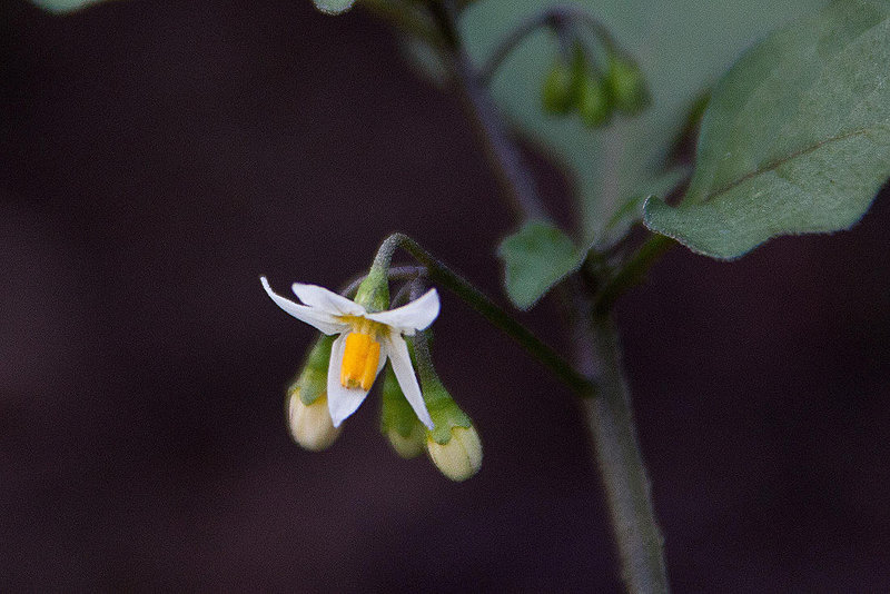 20110924 6528RAw [D~LIP] Schwarzer Nachtschatten (Solanum nigrum), UWZ, Bad Salzuflen