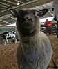 L.A. County Fair (0679)