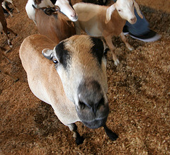 L.A. County Fair (0681)