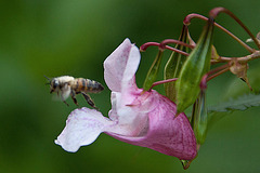 20110924 6525RAw [D~LIP] Honibiene, Drüsiges Springkraut, UWZ, Bad Salzuflen