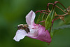 20110924 6524RAw [D~LIP] Honigbiene, Drüsiges Springkraut, UWZ, Bad Salzuflen