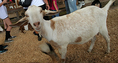 L.A. County Fair (0705)