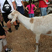 L.A. County Fair (0708)