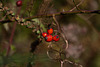 20110924 6519RAw [D~LIP] Rose: Hagebutte, UWZ, Bad Salzuflen