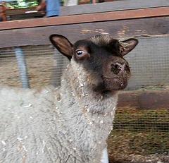 L.A. County Fair (0710)