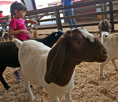 L.A. County Fair (0715)