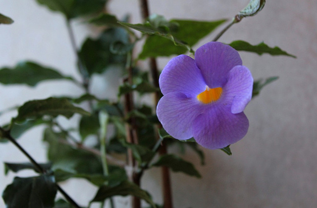 Thunbergia erecta