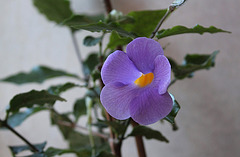 Thunbergia erecta