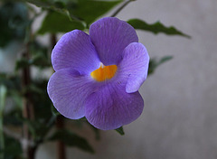 Thunbergia erecta