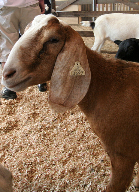 L.A. County Fair (0725)