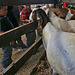 L.A. County Fair (0727)