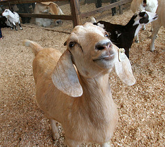 L.A. County Fair (0728)