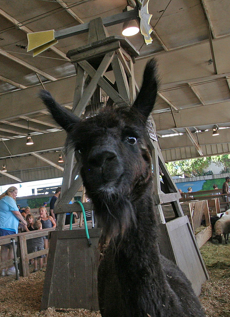 L.A. County Fair (0734)