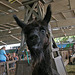 L.A. County Fair (0734)