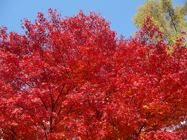 Flammender Herbst - flama aŭtuno