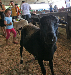 L.A. County Fair (0743)