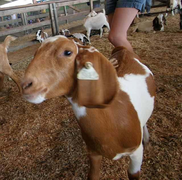 L.A. County Fair (0745)