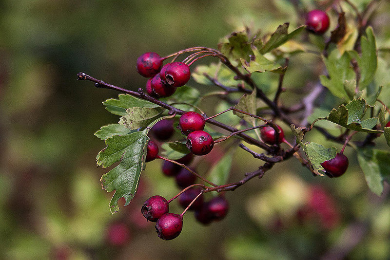 20110924 6518RAw [D~LIP] Zweigriffeliger Weißdorn (Crataegus laevigata), UWZ, Bad Salzuflen