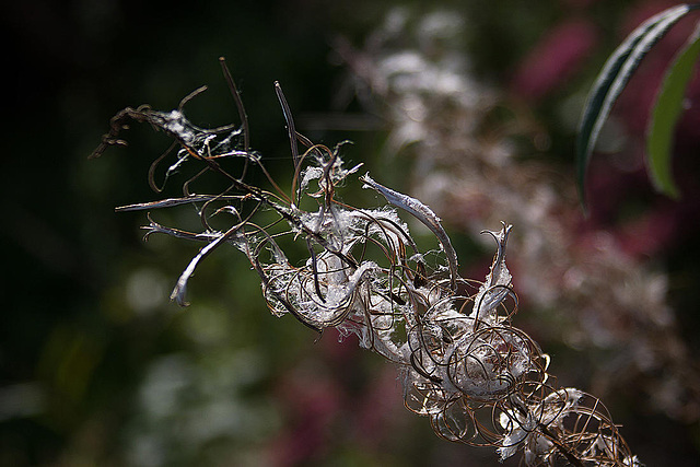 20110924 6515RAw [D~LIP] Zottiges-Weidenröschen (Epilobium hirsutum), [Onagraceae], UWZ, Bad Salzuflen