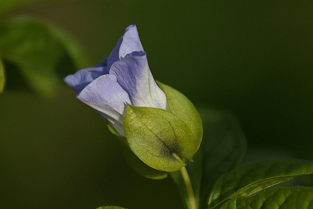 20110924 6507RAw [D~LIP] Gewöhnliche Judenkirsche (Physalis alkekengi), UWZ, Bad Salzuflen