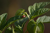 20110924 6504RAw [D~LIP] Gewöhnliche Judenkirsche (Physalis alkekengi), Marienkäfer, UWZ, Bad Salzuflen