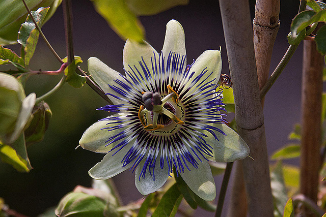 20110924 6497RAw [D~LIP] Passionsblume (Passiflora caerulea), UWZ, Bad Salzuflen