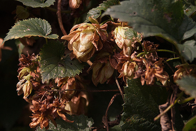 20110924 6495RAw [D~LIP] Hopfen, UWZ, Bad Salzuflen