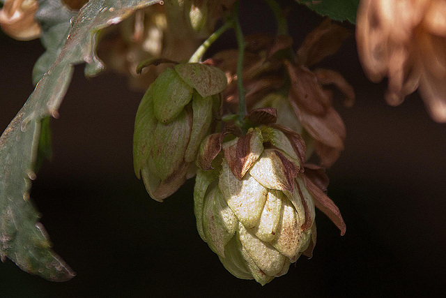 20110924 6493RAw [D~LIP] Hopfen, UWZ, Bad Salzuflen